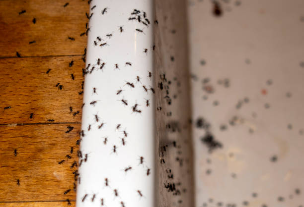 Spider Control Near Me in Huntersville, NC